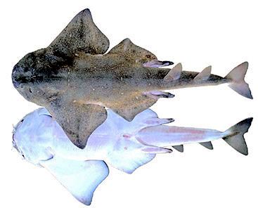 Squatina squatina_07.jpg